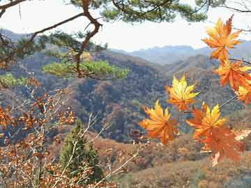 增強(qiáng)免疫力自然方法，健康之路的關(guān)鍵探索