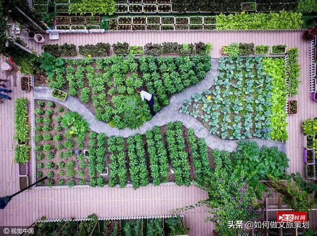 城市屋頂農(nóng)場試點，生態(tài)化與美觀度的雙贏實踐