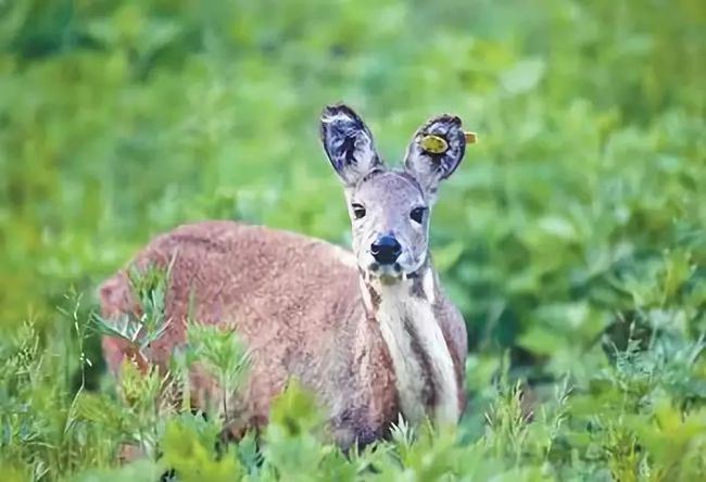 野生動物追蹤項目成果顯著，瀕危物種保護展現(xiàn)顯著成效