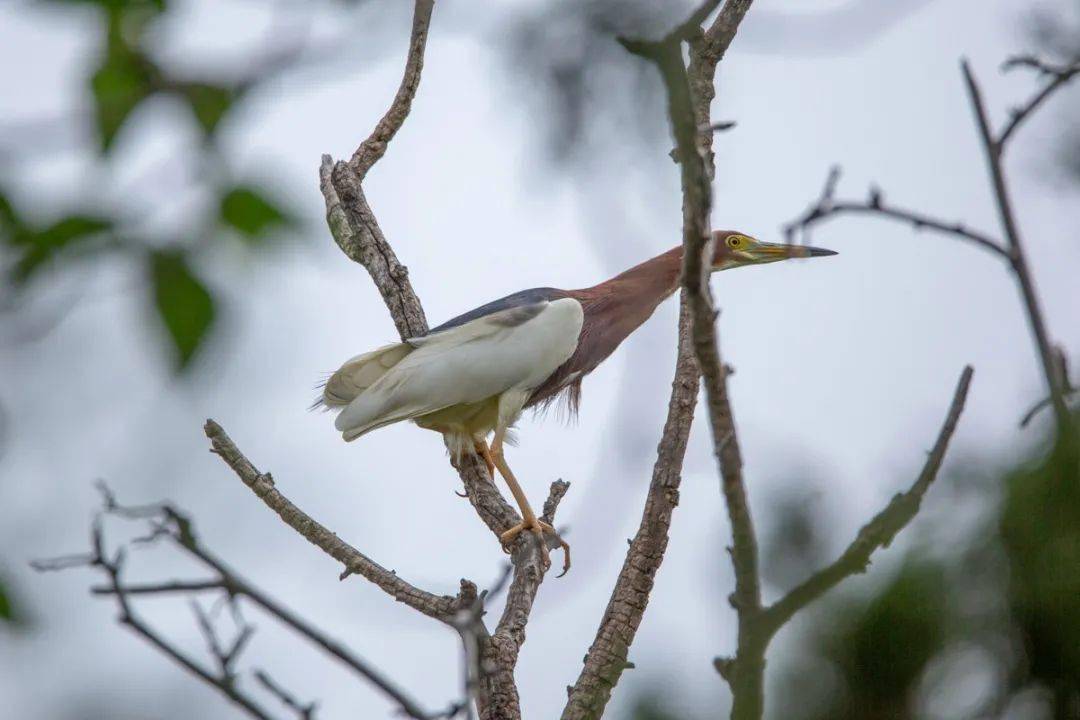 清晨鳥鳴中的寧靜之美