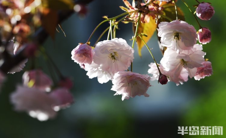 暖陽下的鮮花香氣與綻放之美