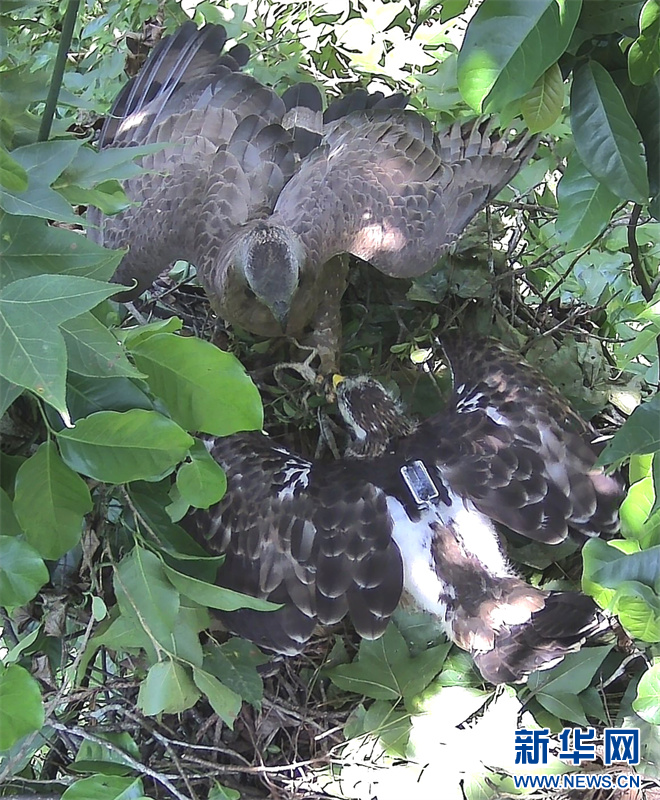 四川破獲非法捕獵鳳頭蜂鷹案，珍稀物種保護(hù)正義之戰(zhàn)揭秘