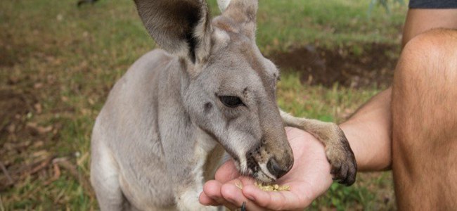 世界頂級(jí)野生動(dòng)物園的難忘親近之旅