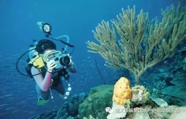 海風(fēng)吹過(guò)的深海氣息