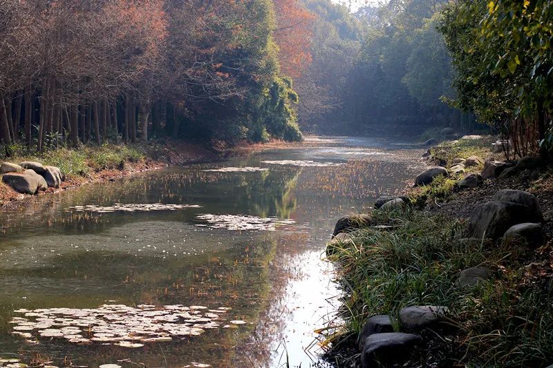 陽(yáng)光漫步的樹(shù)葉小道