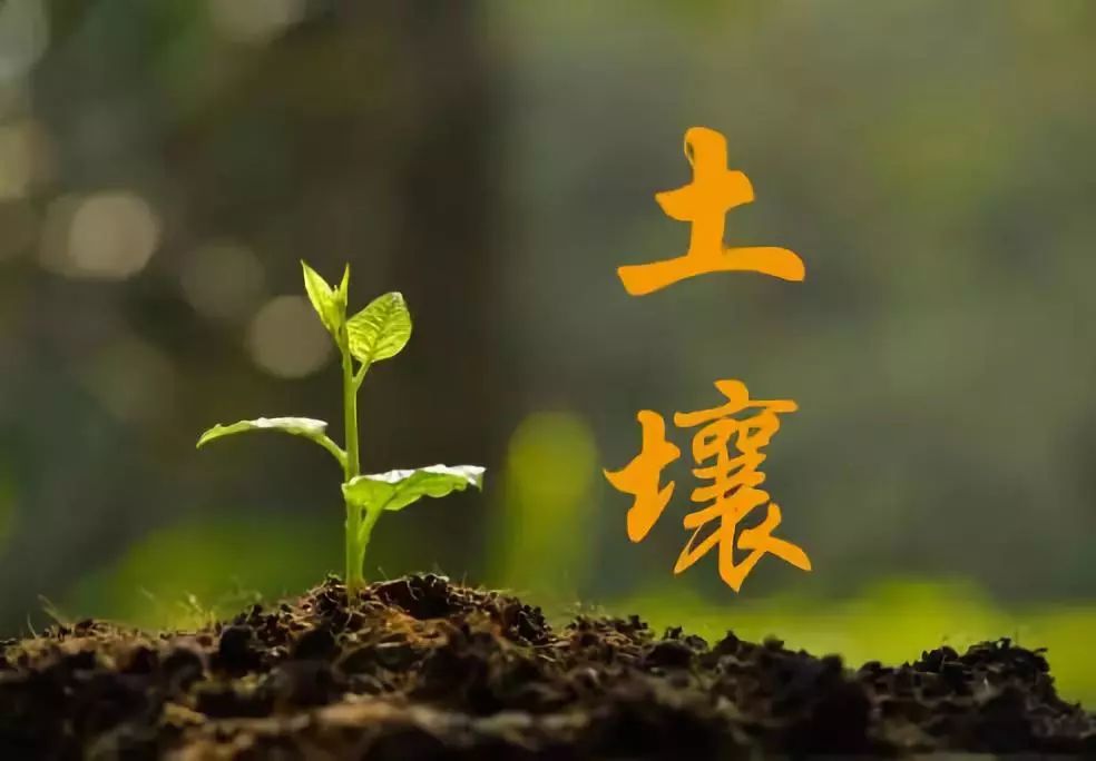 木本植物防風(fēng)固沙功能與生態(tài)環(huán)境保護(hù)的重要性