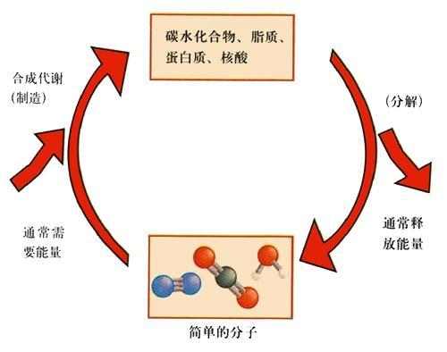 飲水與新陳代謝，密切關(guān)聯(lián)的重要性解析