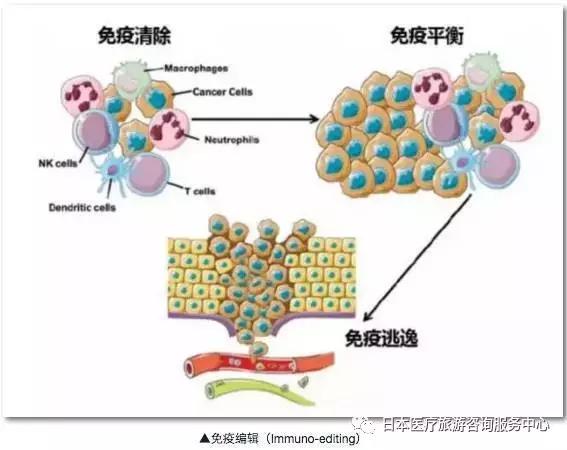 微量元素對(duì)免疫系統(tǒng)的重要支持作用