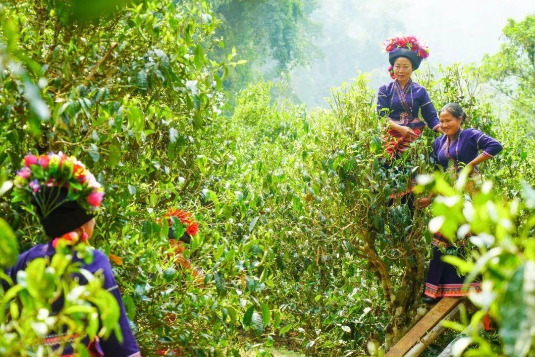 穿越熱帶雨林，揭開(kāi)古老文明的神秘面紗