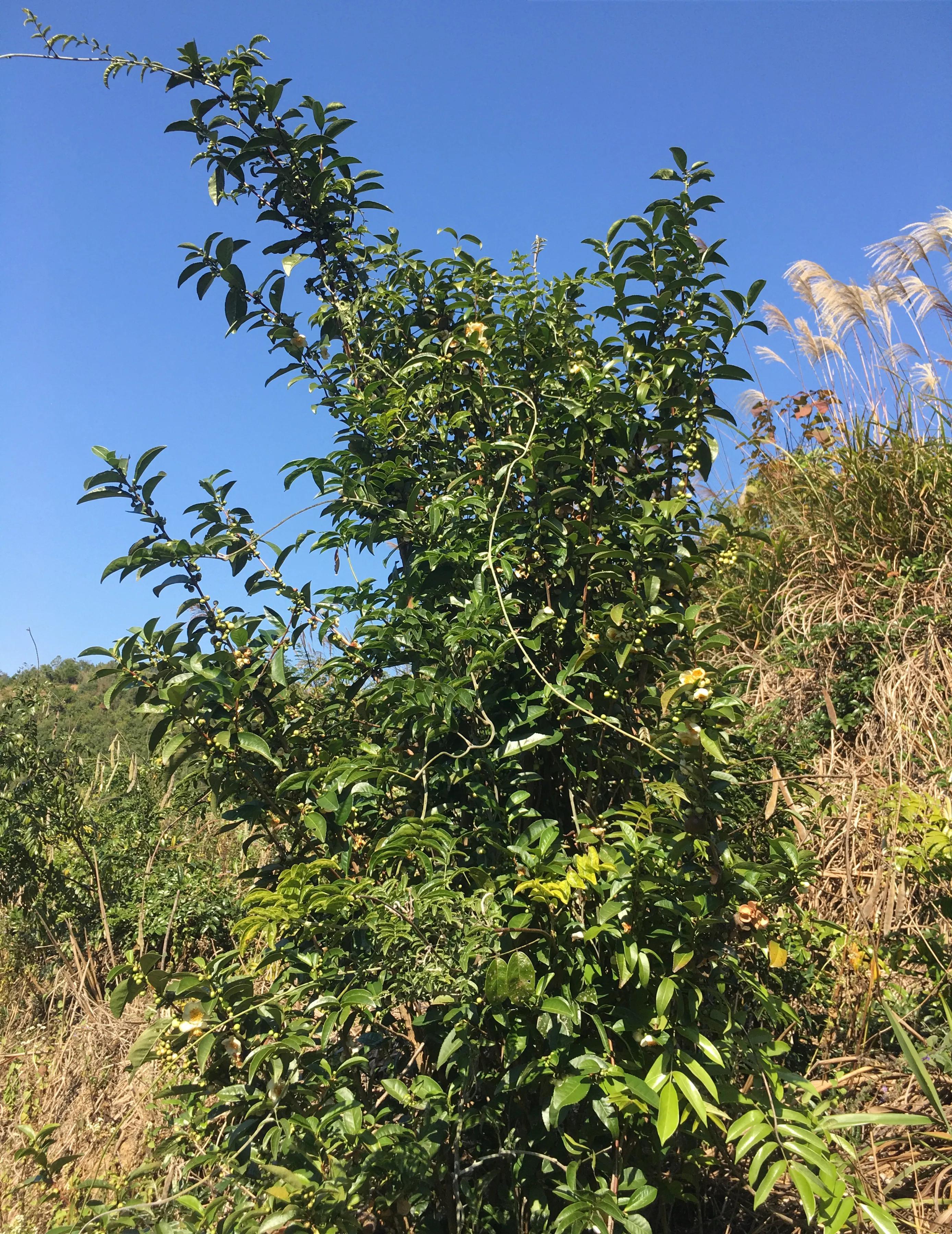 茶文化多元魅力與不同文化茶餐搭配之旅