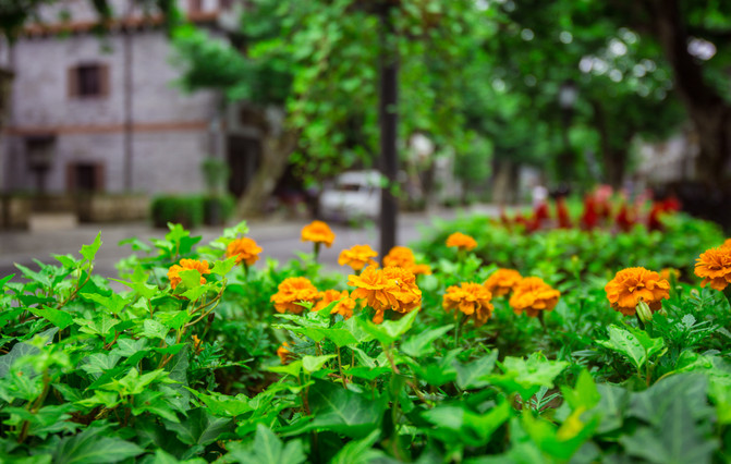 雨晨洗禮，生命的復(fù)蘇與自然的啟示