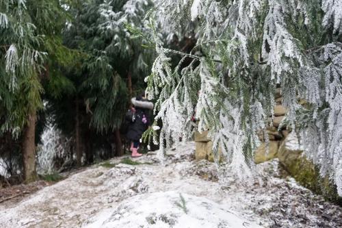 冬季森林雪景，雪花輕舞，銀裝大地