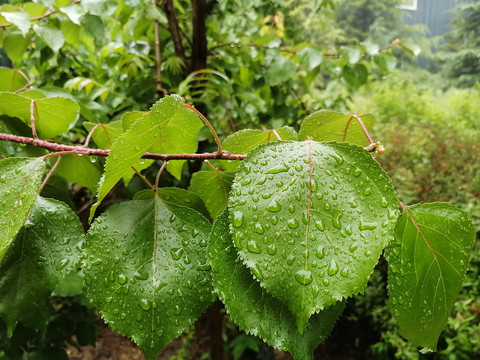 夏日雨后陽光與綠葉的交響，生命的旋律