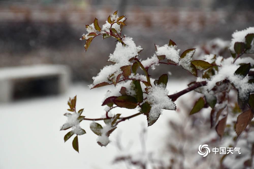 冬季湖邊的雪絮紛飛，寧靜雪景的詩意描繪