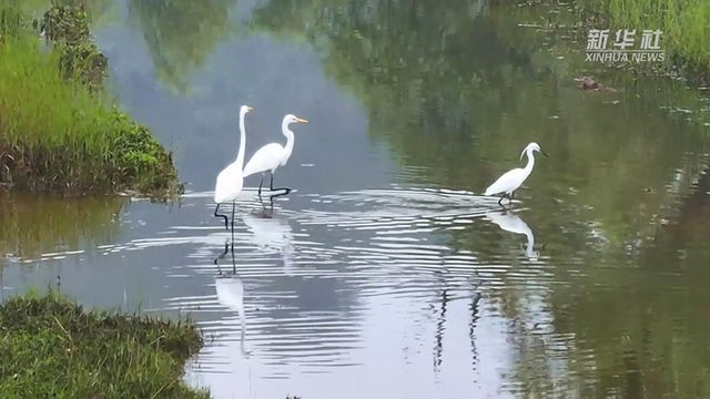 夏日午后，水鳥(niǎo)與河流的舞蹈