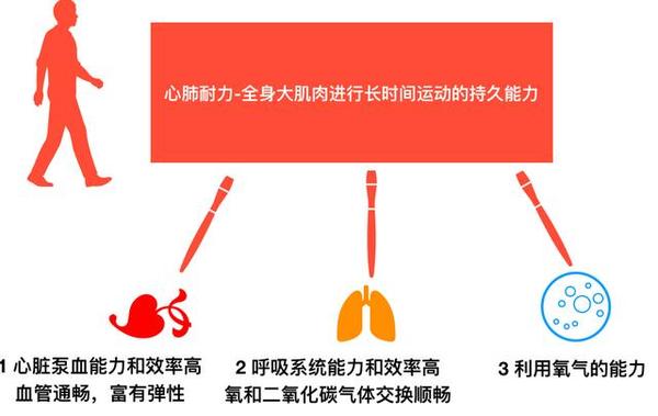 運(yùn)動對心肺耐力培養(yǎng)的重要性