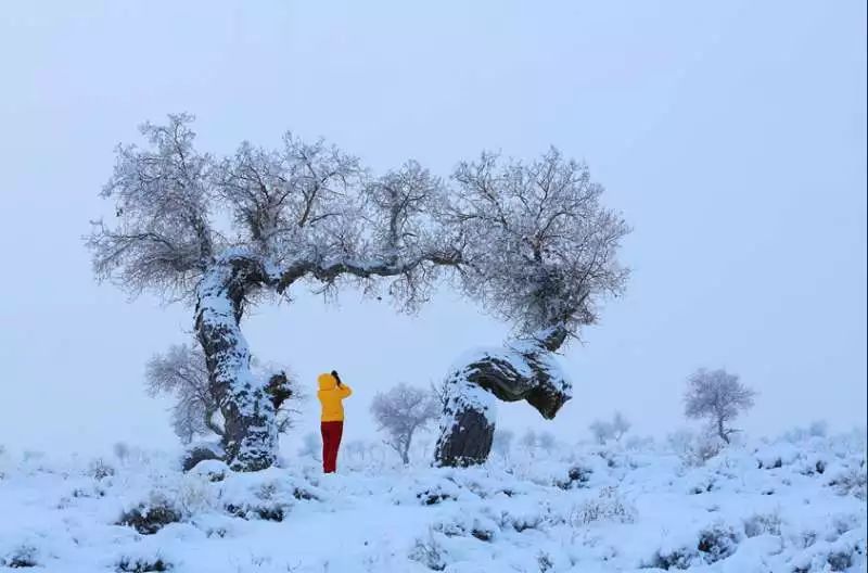 冬天雪覆下的靜謐清晨