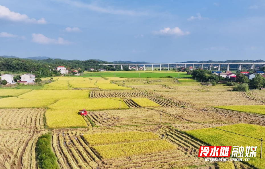 秋日田野，稻谷豐收的黃澄澄畫卷