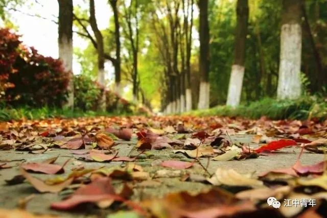 晚秋公園漫步，落葉小徑與清新空氣之旅