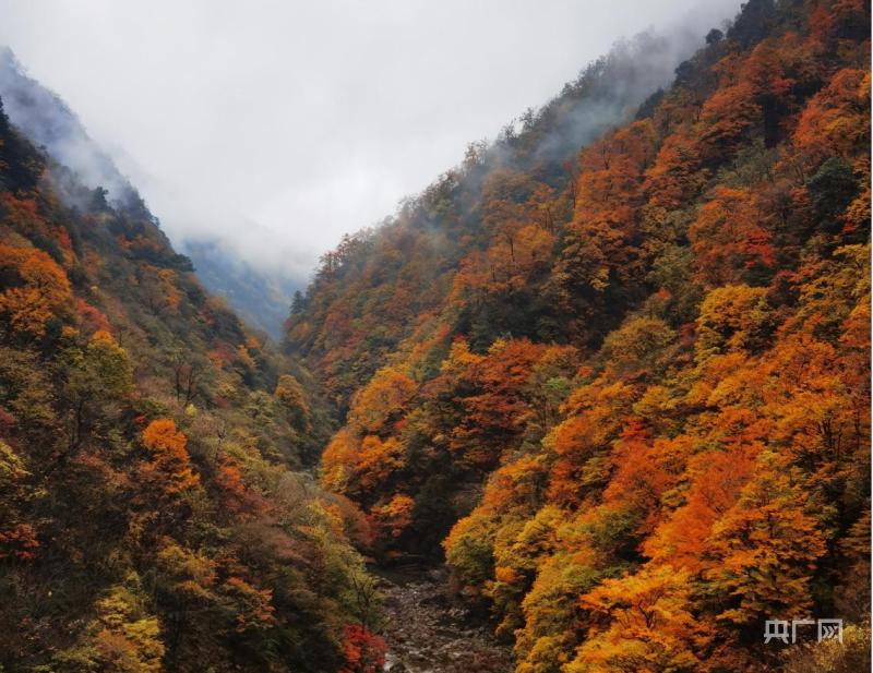 清晨山谷，陽光破霧灑滿大地