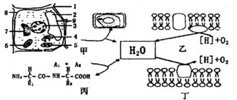 新陳代謝與日常飲食結(jié)構(gòu)的緊密關(guān)聯(lián)